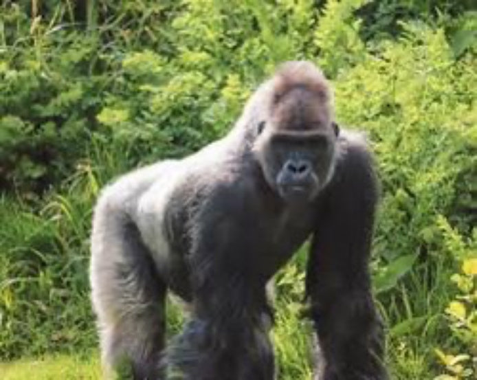 Gorilla Jigsaw Puzzle