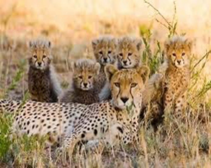 Cheetahs Jigsaw Puzzle