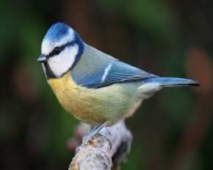 Blue Tit Jigsaw Puzzle
