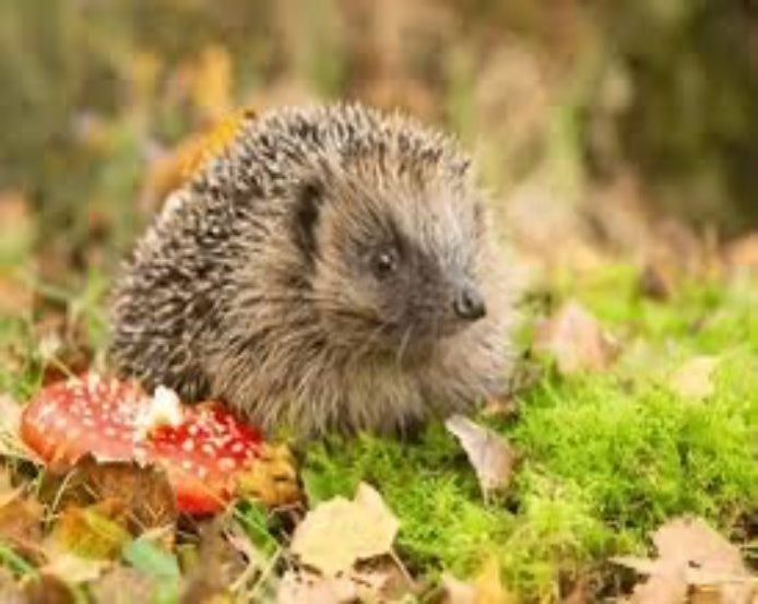 Hedgehog Jigsaw Puzzle