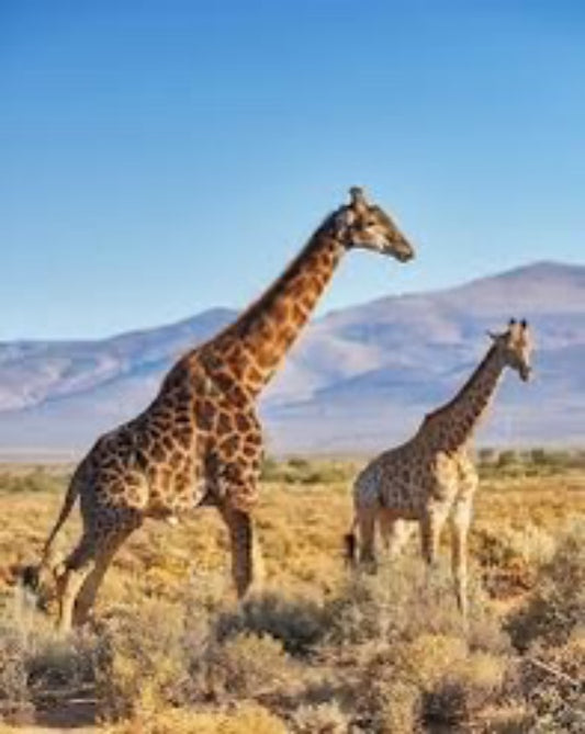 Giraffes Jigsaw Puzzle