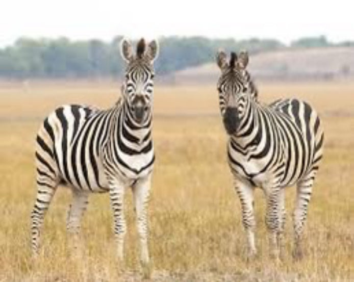 Zebra Jigsaw Puzzle