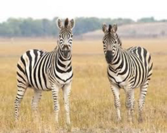Zebra Jigsaw Puzzle