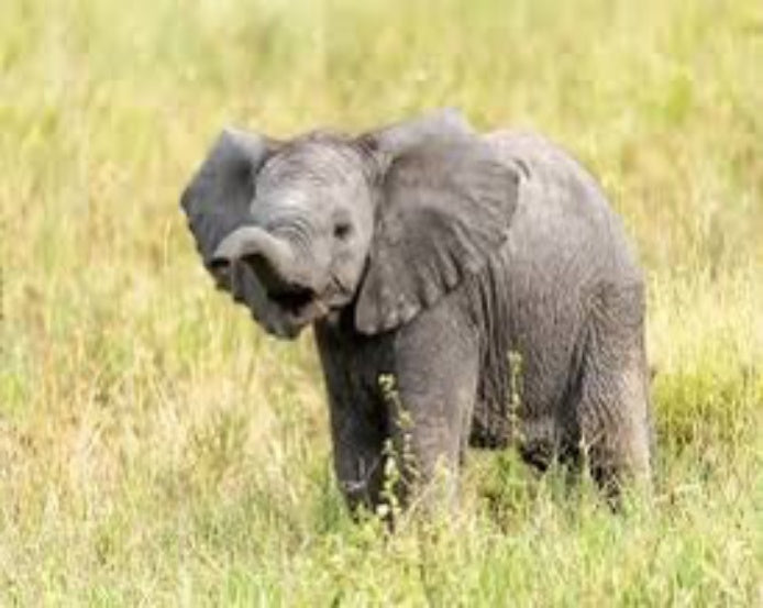 Elephant Jigsaw Puzzle