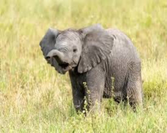 Elephant Jigsaw Puzzle