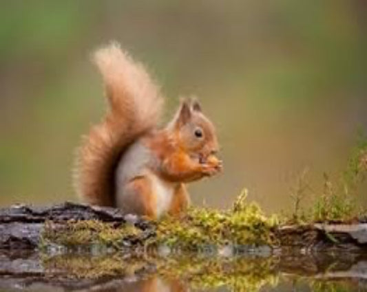 Squirrel Jigsaw Puzzle