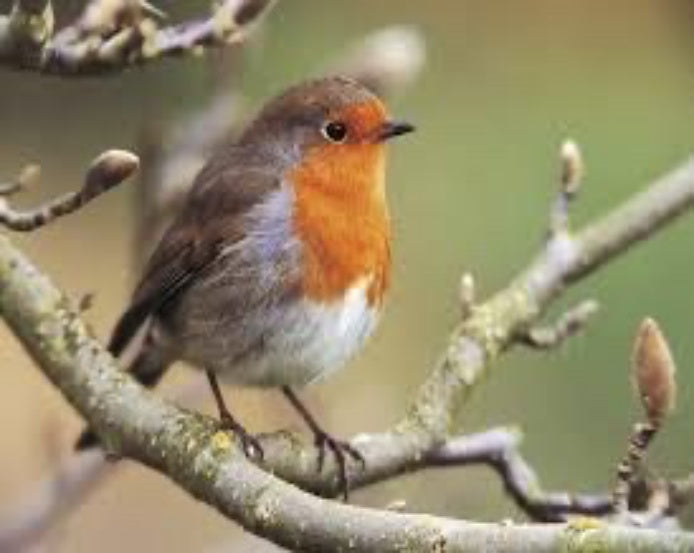 Robin Jigsaw Puzzle