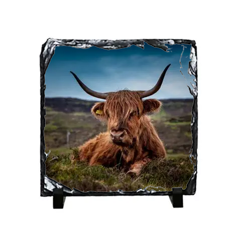 Highland Cow Slate Coaster
