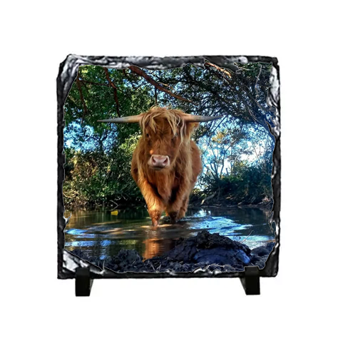 Highland Cow in the Water Slate Coaster