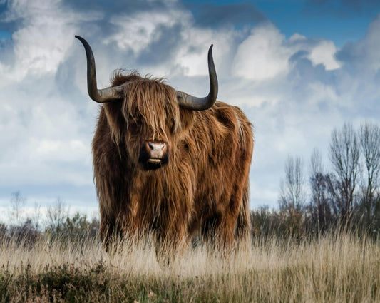 Highland Cow Jigsaw